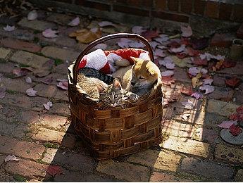 《MONPIC》Steam上线 小龙与少女的温馨冒险物语